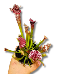 Sarracenia kapturnica leucophylla 