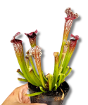 Sarracenia leucophylla w doniczce