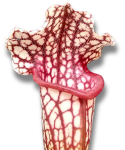 Sarracenia leucophylla pułapka