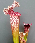 Sarracenia leucophylla liść