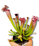 Sarracenia leucophylla owadożerna kapturnica