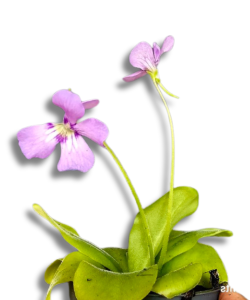 Pinguicula Tina