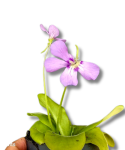 Pinguicula Tina kwiat