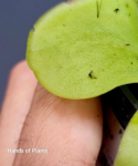 Liście pinguicula Tina pokryte lepką substancją