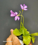Pinguicula Tina kwiaty