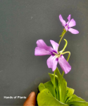 Pinguicula Tina kwiat rośliny owadożernej