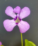 Pinguicula Tina zbliżenie na kwiat