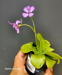 Jedna z sadzonek Pinguicula Tina
