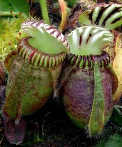Cephalotus follicularis s
