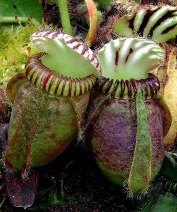 Cephalotus follicularis  starsza roślina