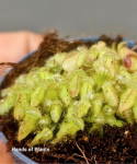 Cephalotus follicularis