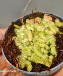 Cephalotus follicularis