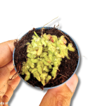 Cephalotus follicularis