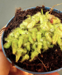 Cephalotus follicularis
