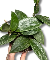 Hoya Rangsan S