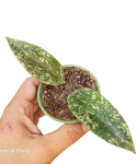 Hoya Rangsan S