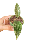 Hoya Rangsan S