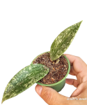 Hoya Rangsan S