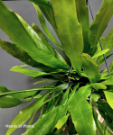 Epiphyllum pumilum