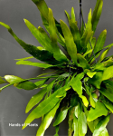 Epiphyllum pumilum