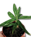 Aglaonema Bamboo