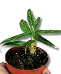 Aglaonema Bamboo