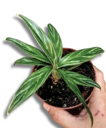 Aglaonema Bamboo