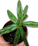 Aglaonema Bamboo