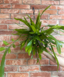 Epiphyllum pumilum
