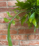 Epiphyllum pumilum