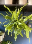 Epiphyllum pumilum