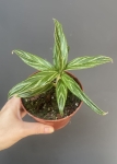 Aglaonema Bamboo