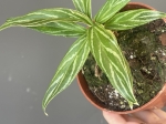 Aglaonema Bamboo