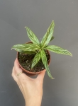 Aglaonema Bamboo