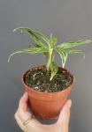Aglaonema Bamboo