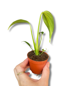 Monstera Burle Marx Flame 