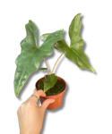 Alocasia Nycteris Batwing