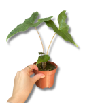 Alocasia Nycteris Batwing