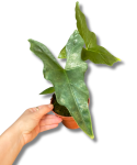 Alocasia Nycteris Batwing