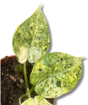 Alocasia Dragon scale mint