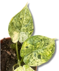 Alocasia Dragon scale mint
