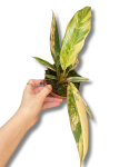Philodendron Caramel Marble M