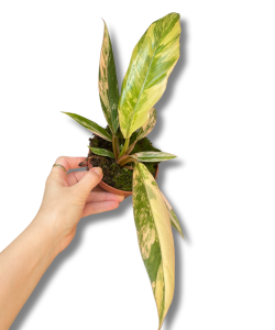 Philodendron Caramel Marble  M