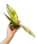 Philodendron Caramel Marble M