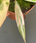 Philodendron Caramel Marble M