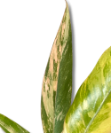 Philodendron Caramel Marble M