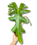 Alocasia portei - M