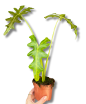 Alocasia portei - M