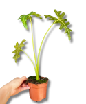 Alocasia portei - M