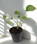 Anthurium pendulifolium S